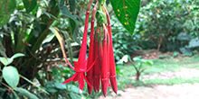 El jardín botánico de Machu Picchu