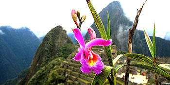 Todas las plantas y flores que podrás ver en Machu Picchu