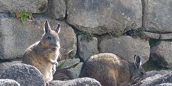 ¿Qué mamíferos puedo ver en Machu Picchu?