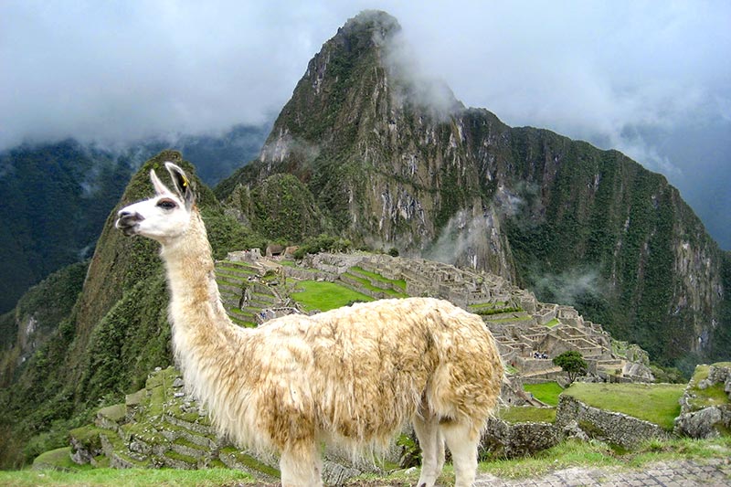 Classic photo of Machu Picchu with a llama