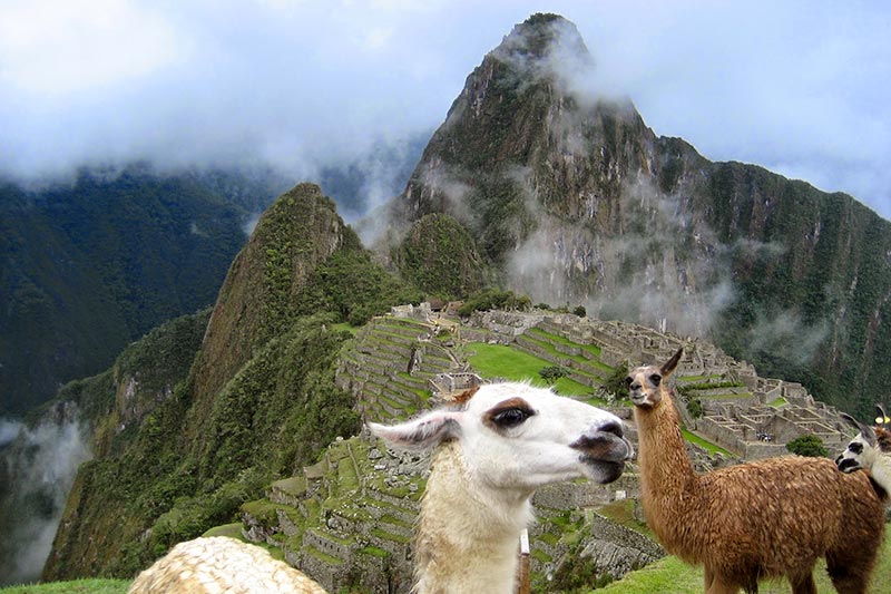 Llamas at the Inca citadel