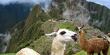 Machu Picchu con mascotas: guía fácil
