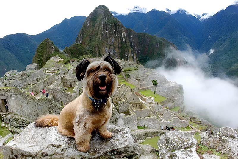 Mascota en Machu Picchu