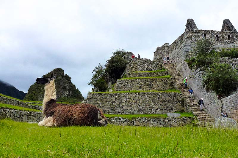 Llama in the lower part of Machu Picchu