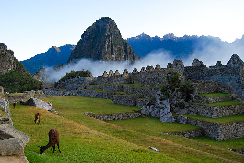 Lhamas em Machu Picchu