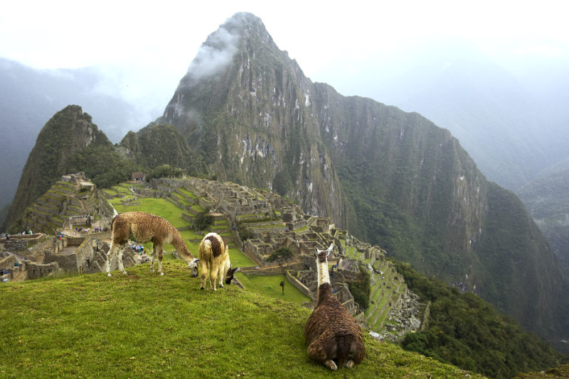 Llamas in Machu Picchu on a cloudy day