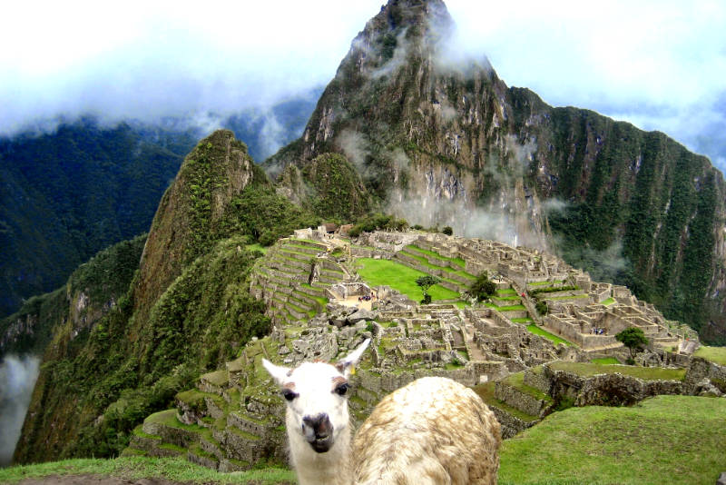 White llama in Machu Picchu