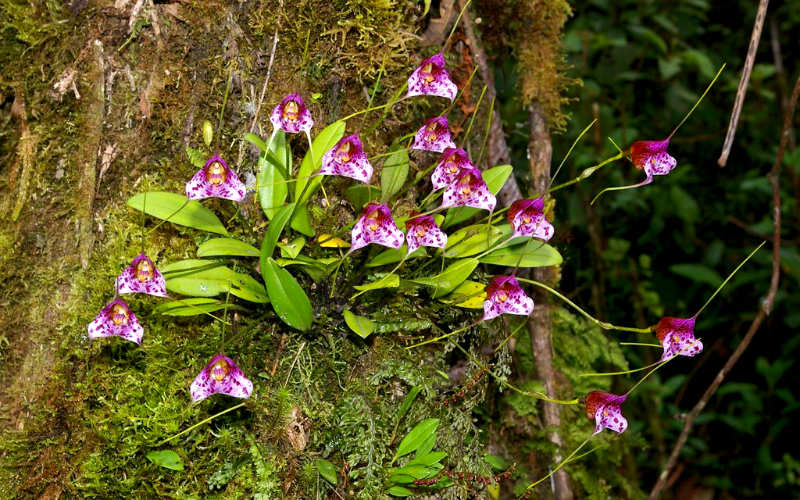 One of the orchids at Machu Picchu