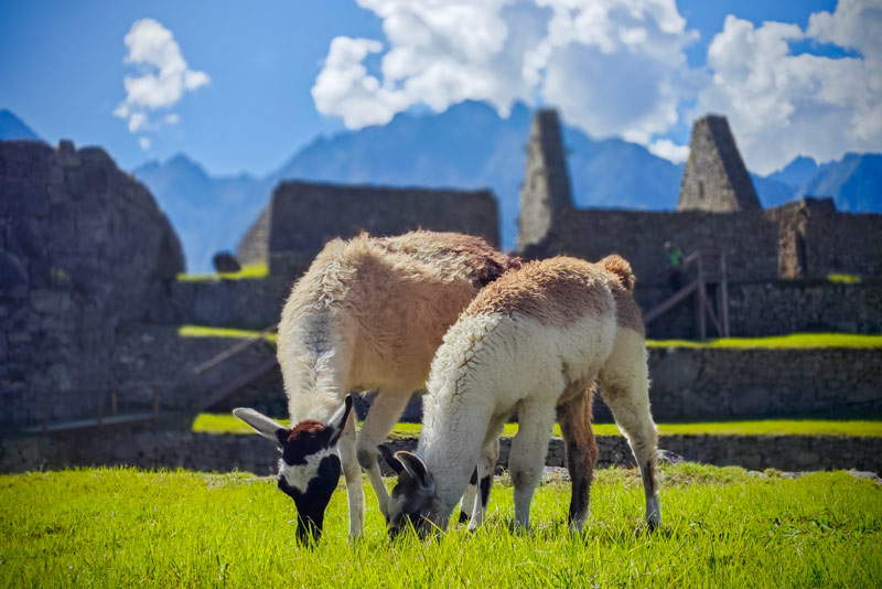 Llamas in the Inca citadel of Machu Picchu