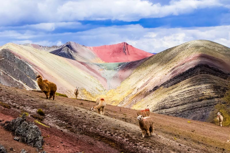 Camelids on the route to the Palccoyo stone forest