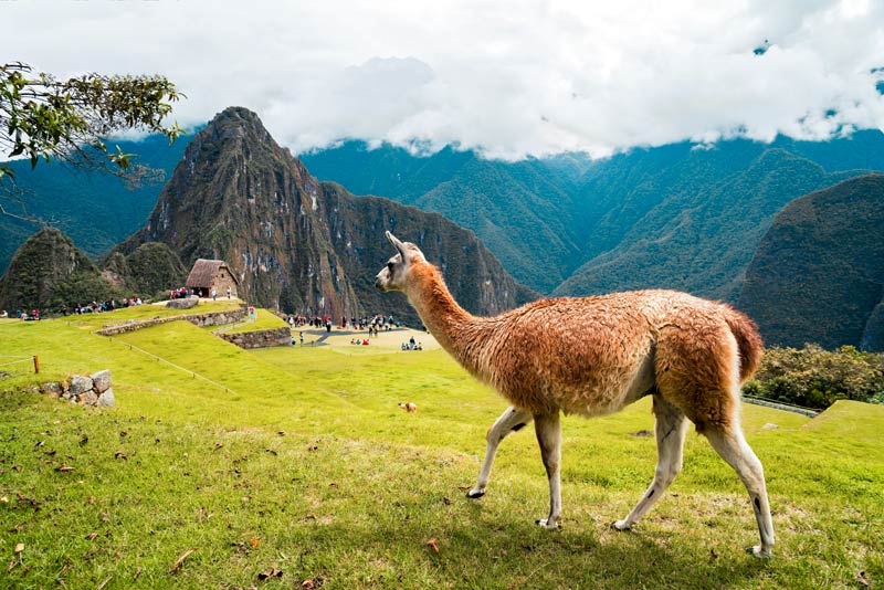 Photograph of a llama in Machu Picchu