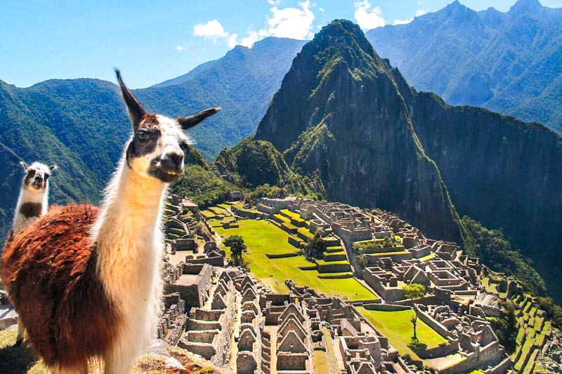 Llamas en la ciudad Inca de Machu Picchu