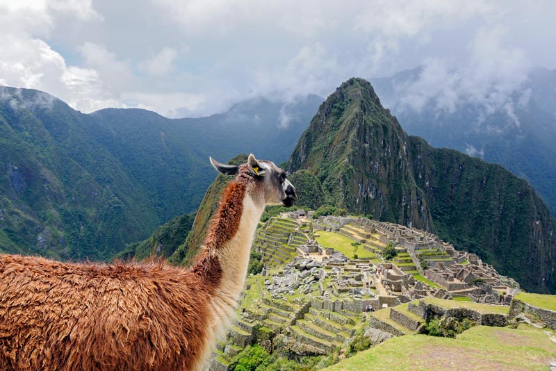 Llama looking at the Inca citadel of Machu Picchu