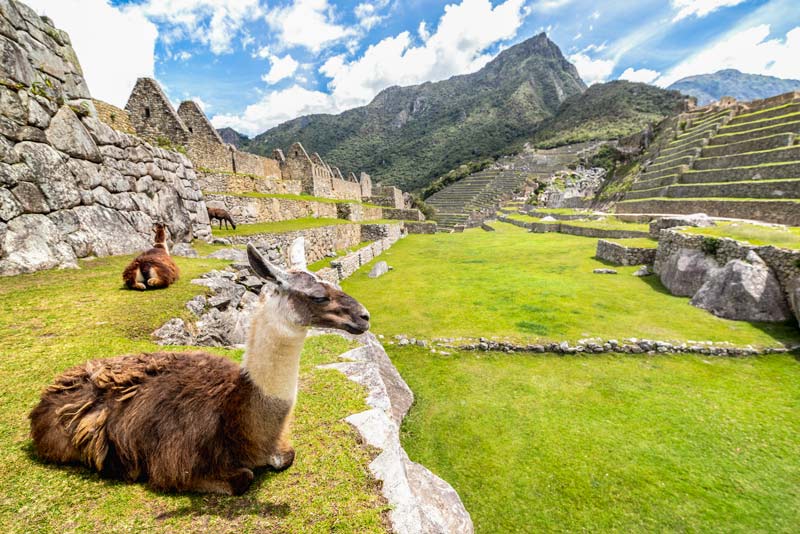 Llamas in the Inca citadel of Machu Picchu