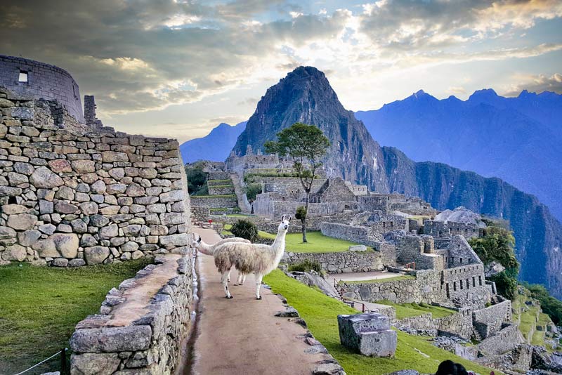 Llamas in Machu Picchu, animals native to this place